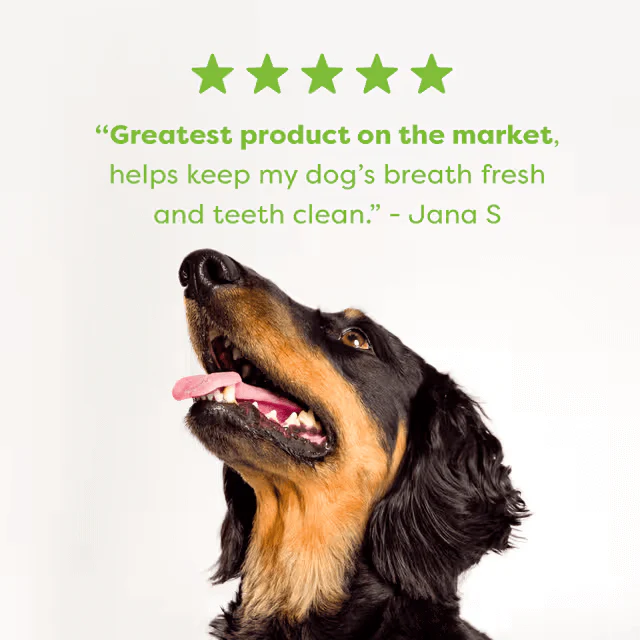 Bell & Bone Dental Stick Chicken, Mint, Seaweed Dog Treat 7 Pack - Image 5