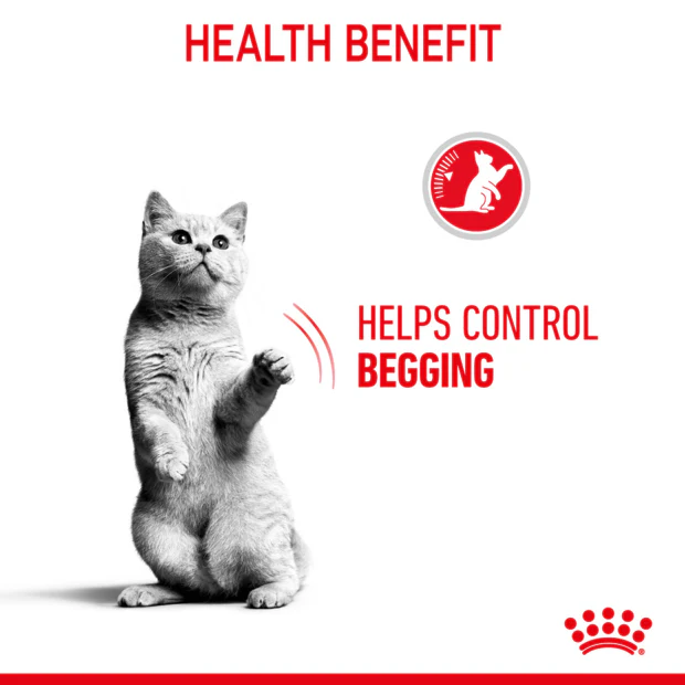 Royal Canin Appetite Control Gravy Wet Cat Food Pouches 85G x 12 - Image 4
